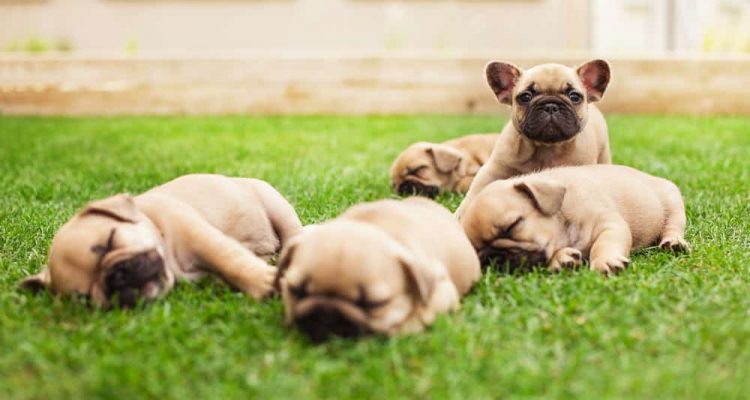 little sleeping French bulldog puppies lying on a beautiful green grass