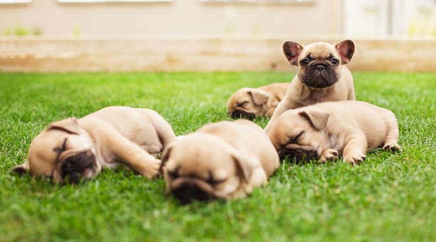 little sleeping French bulldog puppies lying on a beautiful green grass