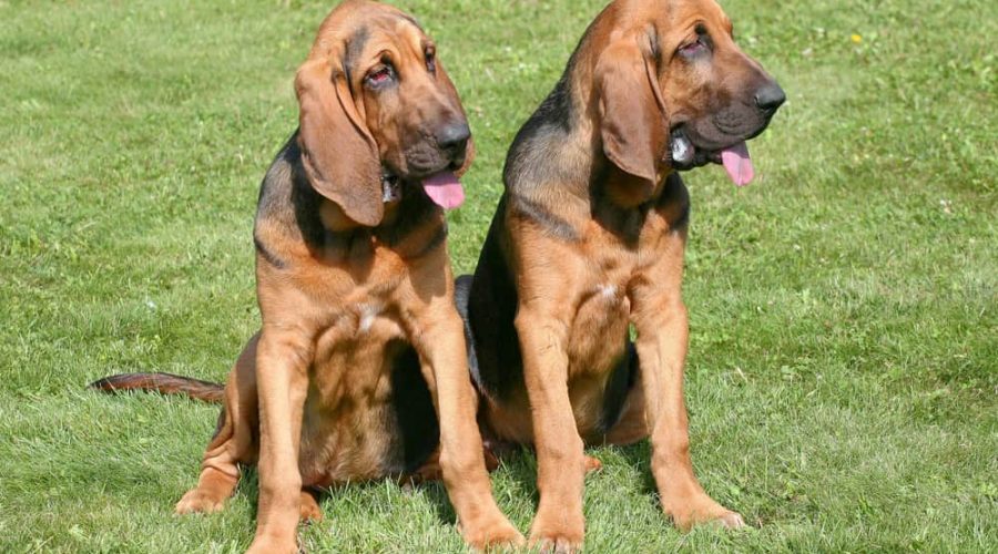 The portrait of pair of Bloodhound dogs in the garden
