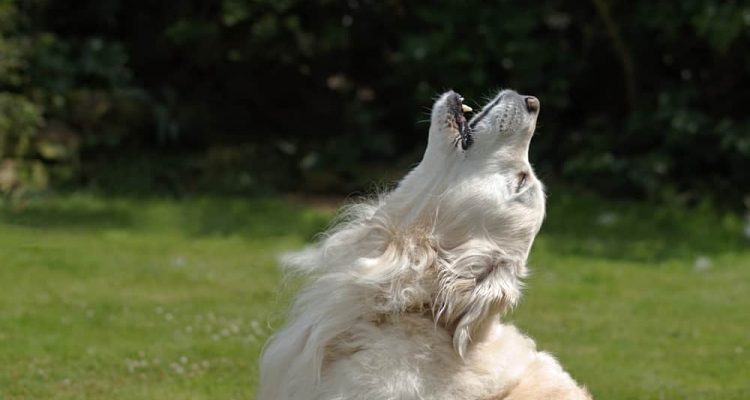 Golden retriever dog head back howling