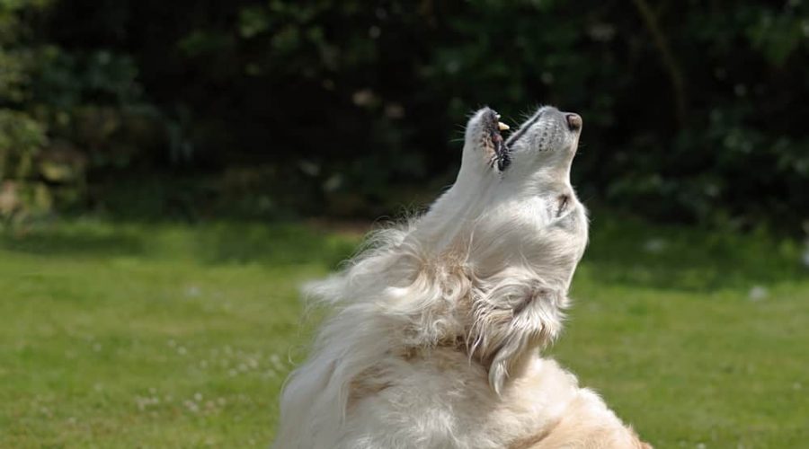 Golden retriever dog head back howling