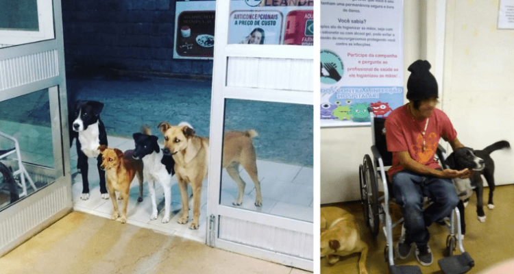 Hunde warten vor Krankenhaus auf ihren Obdachlosen Besitzer