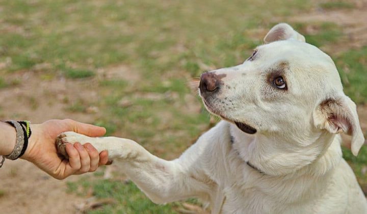 Hund Schlgt Mit Pfote Ins Gesicht