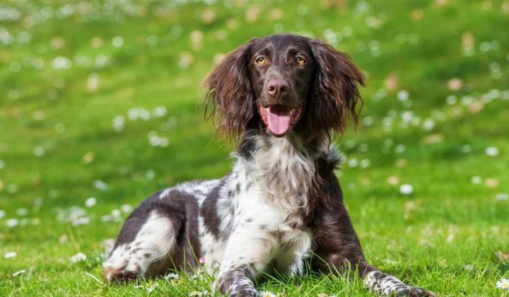 9 Wunderschöne Deutsche Jagdhunde Rassen (Liste mit Bildern)