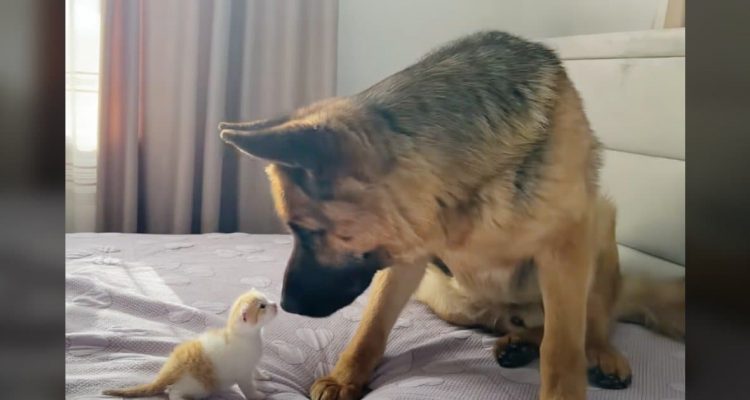 Deutscher Schäferhund ist von Baby-Katze schockiert - Video lässt Millionen Herzen schmelzen