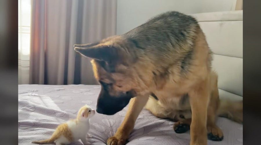 Deutscher Schäferhund ist von Baby-Katze schockiert - Video lässt Millionen Herzen schmelzen