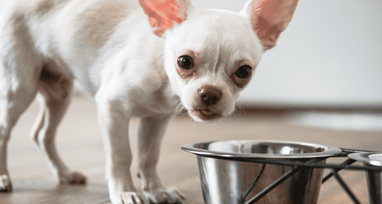 Die 5 besten Chihuahua-Nassfutter im Test & Vergleich