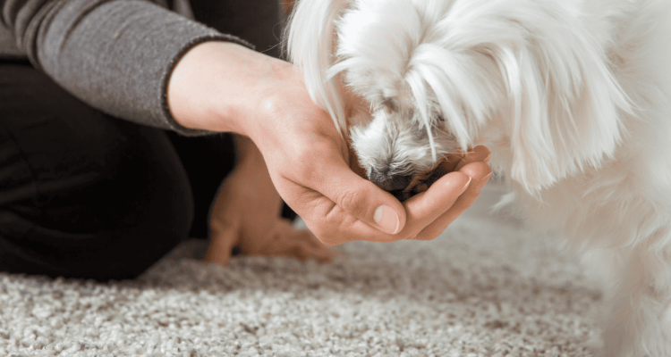 5 beste Hundefutter ohne Hefe im Test & Vergleich (2023)