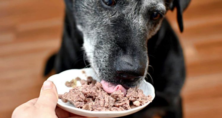 Die 5 besten Hundefutter mit Fleisch pur im Test