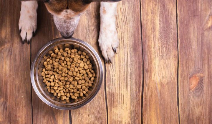 Die 5 besten Trockenfutter für Hunde im Test