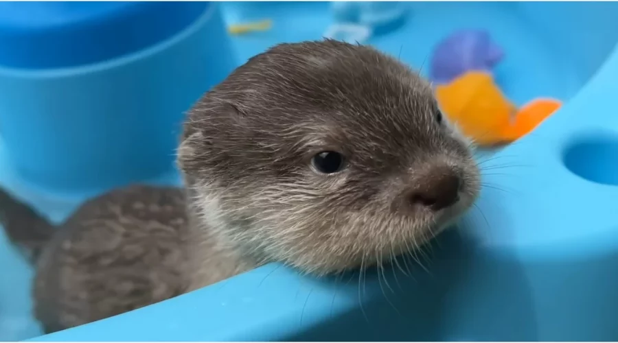 Die Reaktion dieses Baby-Otters auf sein erstes Bad lässt alle Herzen schmelzen!