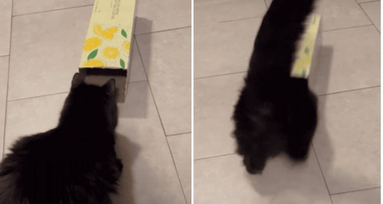 Die größte Karton-Liebe – wie diese Katze sich in eine Verpackung quetscht, bringt alle zum Lachen 