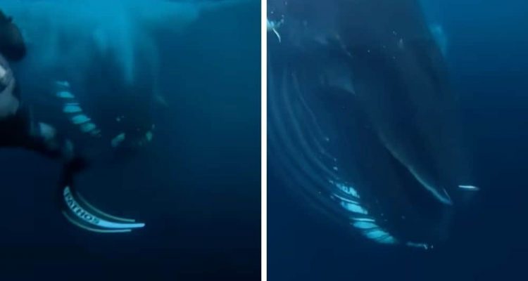 Diese 2 Taucher blicken dem Tod in die Augen - Unglaubliche Begegnung auf dem offenen Meer