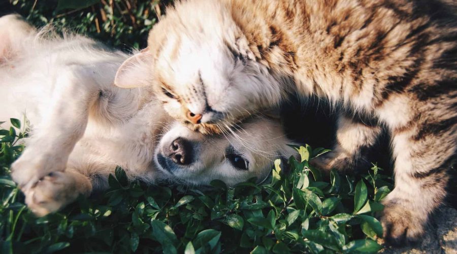 Diese 4 Dinge solltest du beachten, wenn du Hund und Katze hast