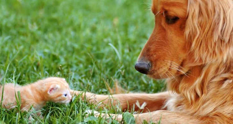 golden retriever hund mit baby katze