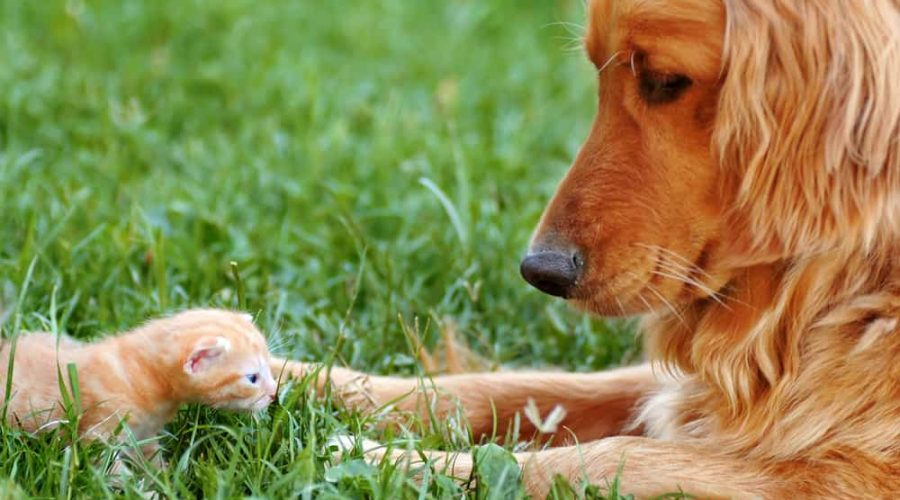 golden retriever hund mit baby katze