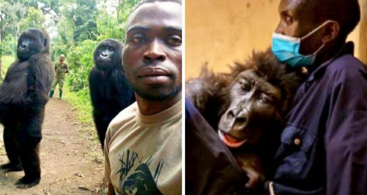 Diese Freundschaft geht unter die Haut- Verwaiste Gorilladame stirbt in den Armen ihres Retters