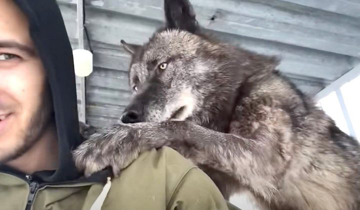 Diese Geschichte hält das Internet in Atem Mann lebt mit größtem Wolf der Welt (mit Video)