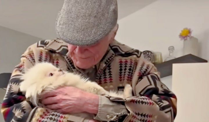 Diese Geschichte ist so unglaublich rührend Liebevolle Hündin rettet alten Mann vor Einsamkeit