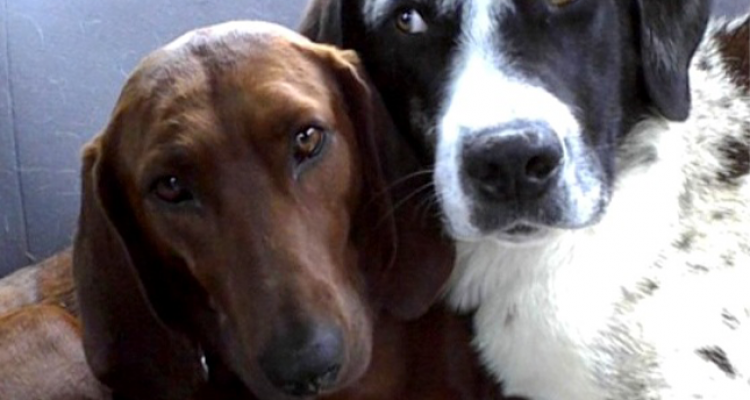 Diese Geschichte trifft mitten ins Herz: Hund will Tierheim nicht ohne besten Freund verlassen