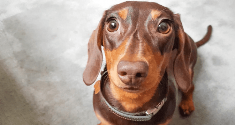 Diese neue Studie verrät, warum Du Deinen Hund niemals anschreien solltest
