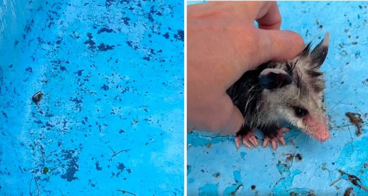 Dieser Anblick rührt zu Tränen: Winziges Tierchen sitzt in leeren Pool fest und kämpft ums Überleben