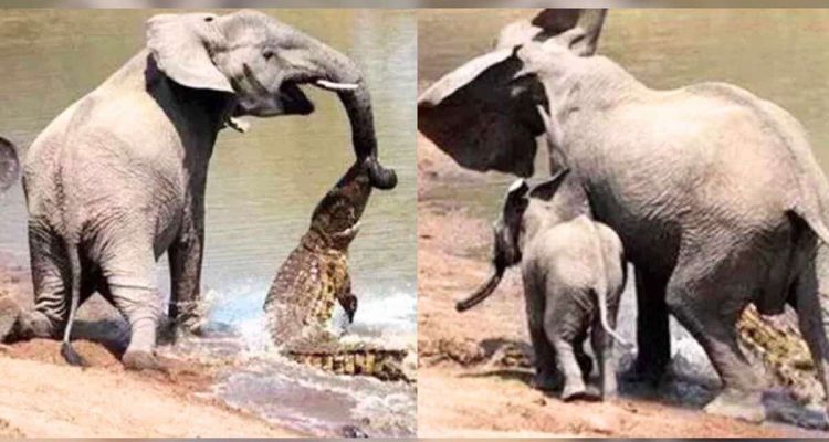Dieser Kleine ist ein Held: So rettet ein mutiges Elefantenbaby seine Mama vor fiesem Krokodil
