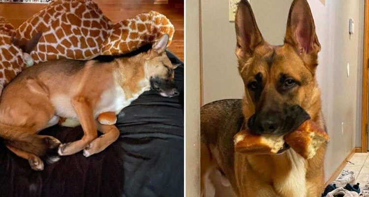 Dieser Schäferhund bringt das Internet zum Lachen Sein bester Freund ist ein Stück Baguette