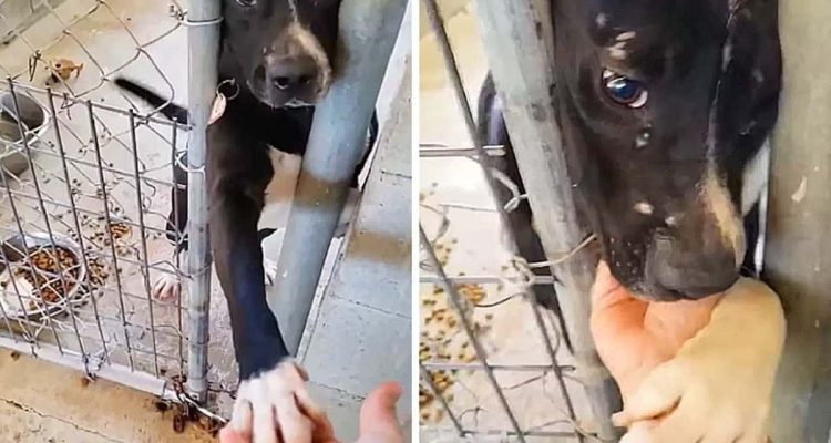 Dieser Tierheim-Hund will jedem Menschen die Pfote geben - der Grund dafür zerreißt das Herz