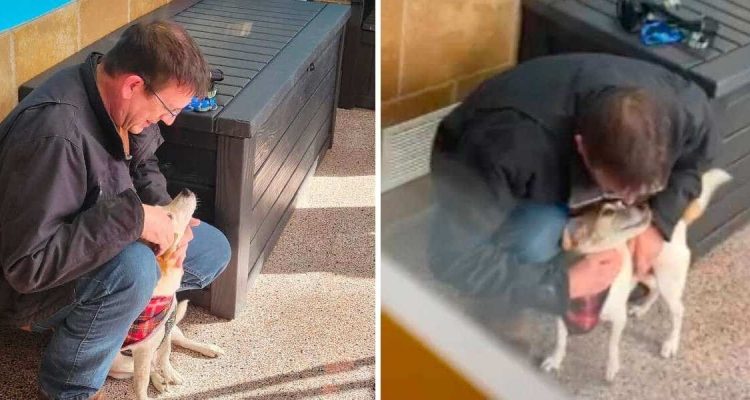 Dieses Video rührt zu Tränen Hund und Herrchen nach 6 Jahren Trennung wieder vereint