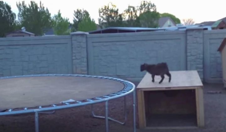 Dieses Video verzaubert das ganze Internet So süß springt ein Ziegen-Baby Trampolin