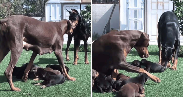 Dobermann-Papa will sich Welpen nähern - die Reaktion der Mama verzaubert das Internet