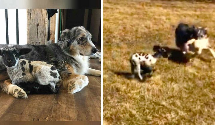 australian-shepherd-holte-kleines-lamm-zurueck-ins-leben-er-zeigte-ihm-wie-man-spielt