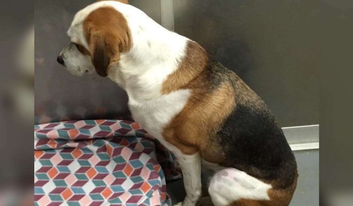 Hund aus Tierheim gab alle Hoffnung auf, eine Familie zu finden - bis ein Facebook-Post viral ging