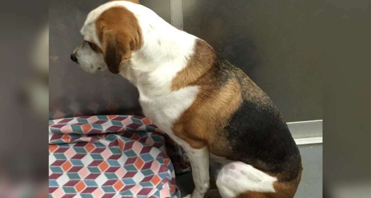 Hund aus Tierheim gab alle Hoffnung auf, eine Familie zu finden - bis ein Facebook-Post viral ging
