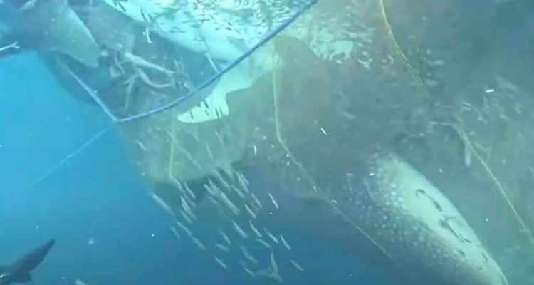 Drama unter Wasser- 5 Walhaie sind in Fischernetzen gefangen - Taucher geben alles, um sie zu retten