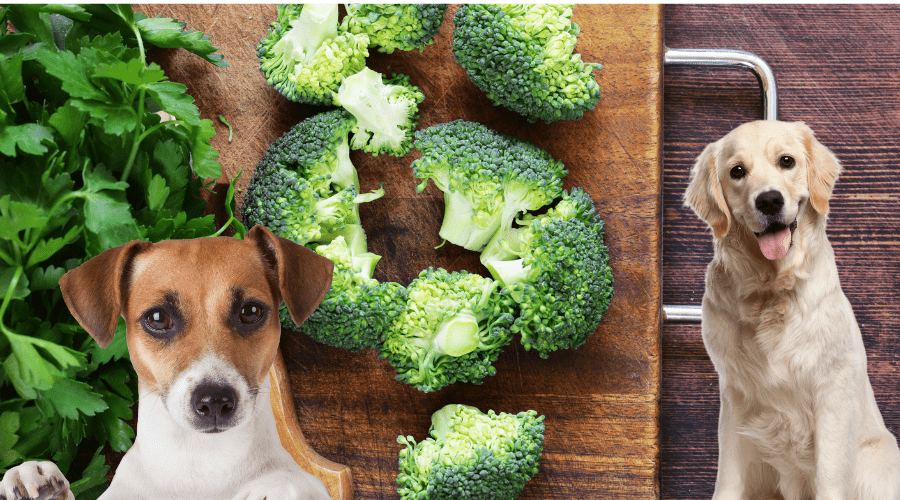 Dürfen Hunde Brokkoli essen
