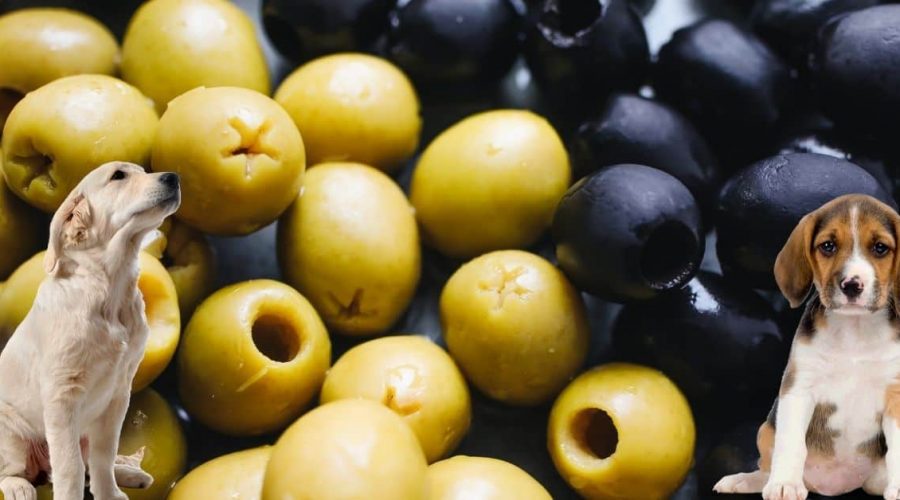 Dürfen Hunde Oliven essen