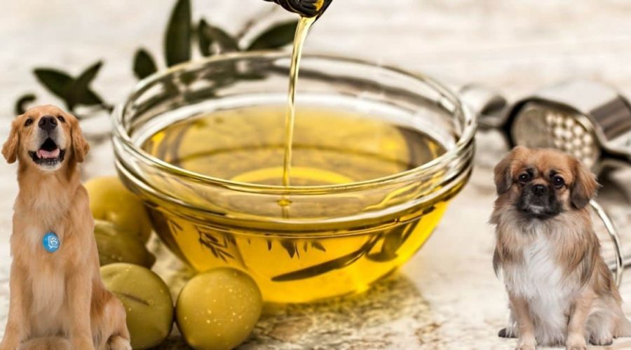 Dürfen Hunde Olivenöl essen