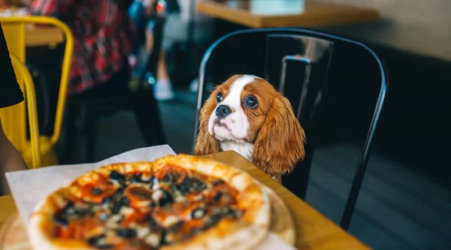 Dürfen Hunde Pizza Essen