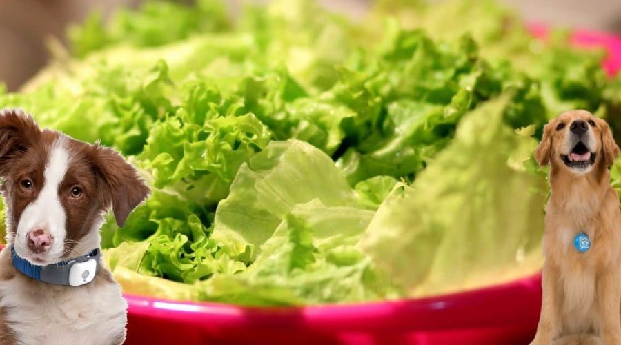 Dürfen Hunde Salat Essen?