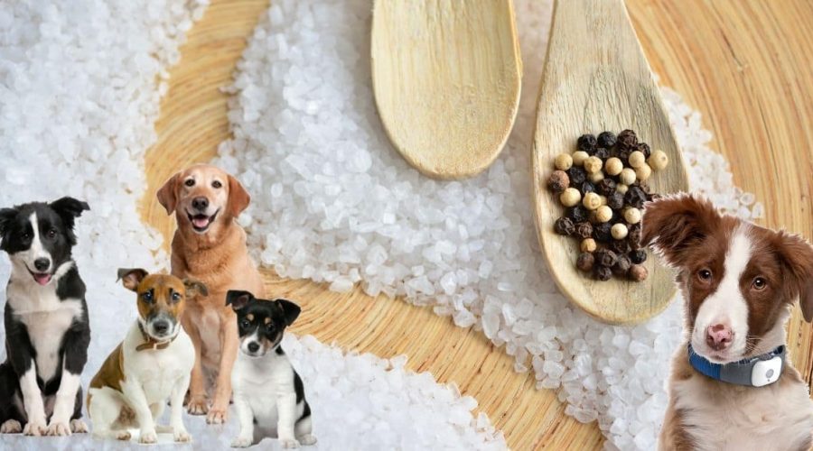 Dürfen Hunde Salz Essen