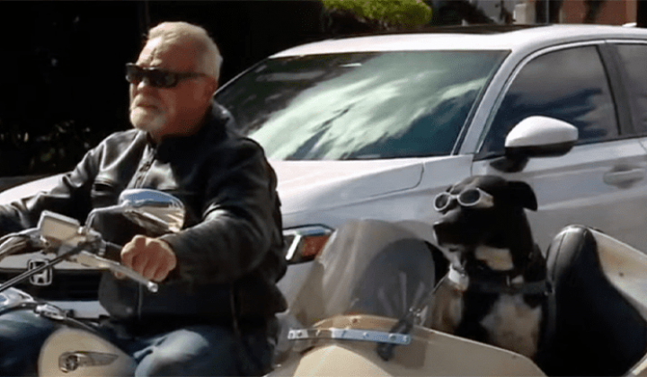 Ehemaliger Tierheimhund wird adoptiert und fährt als Beifahrer mit dem Motorrad durchs Land