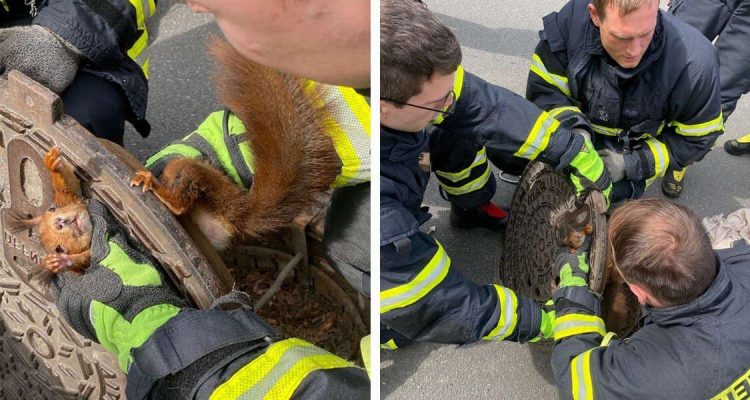 Eichhörnchen steckt fest Feuerwehr versucht zu helfen, doch das Tier wehrt sich mit aller Kraft
