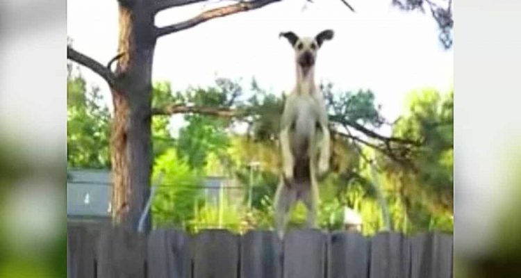 Ein Anblick zum Totlachen: Dogge springt meterhoch auf Trampolin, um in Nachbars Garten zu gucken