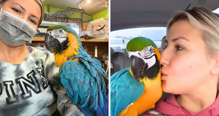 Ein Kindheitstraum wird wahr- Frau adoptiert Papagei und macht damit gleich 2 Herzen glücklich