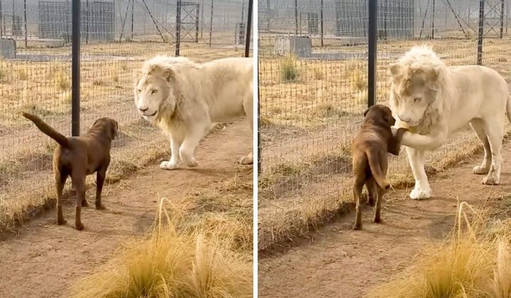 Ein Löwe trifft auf einen Hund - das dann macht, bringt alle zum Staunen
