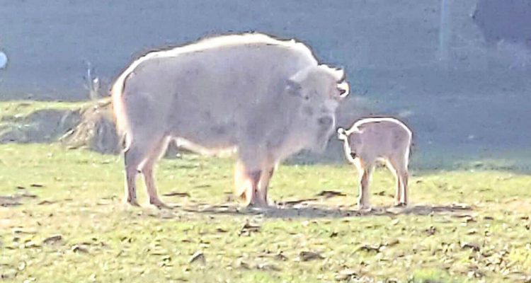 Ein Zeichen der Hoffnung: Extrem seltener weißer Bison im Nationalpark geboren