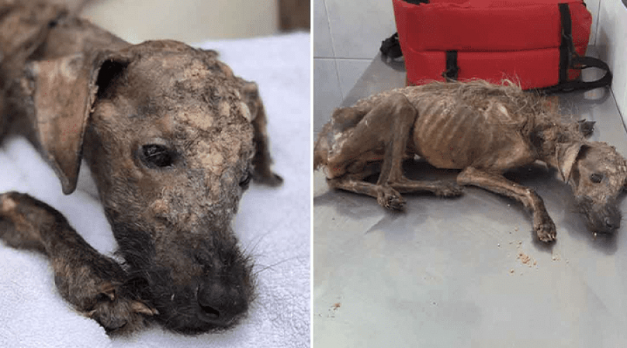 Ein sterbender Strassenhund bekommt ein 2tes Leben - und erfährt zum ersten Mal Liebe