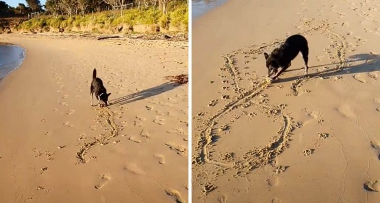 Ein tierischer Künstler am Strand – wie dieser Hund im Sand „malt“, begeistert alle